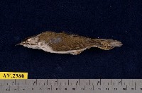 藏品(冠羽畫眉)的圖片